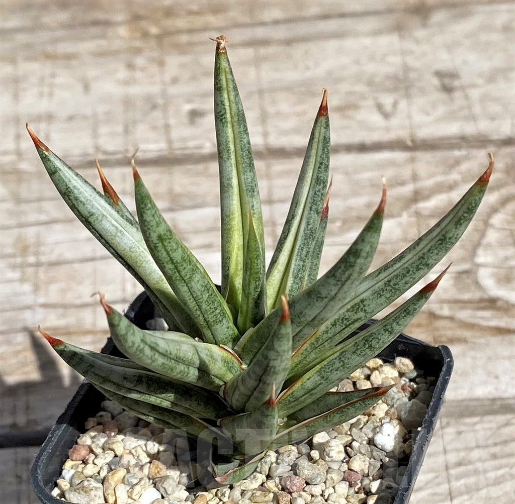 SH4845 Sansevieria 'Francisii' f. variegata