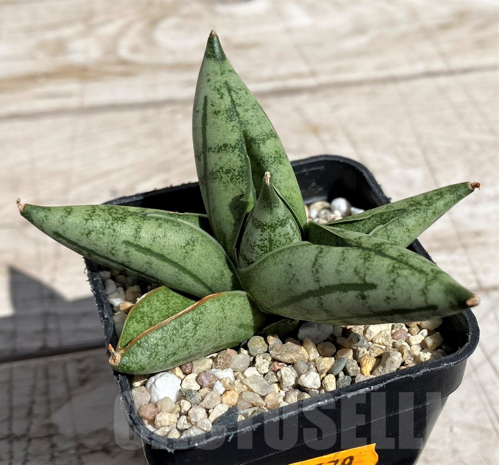 SH4846 Sansevieria 'Manee' - Image 2