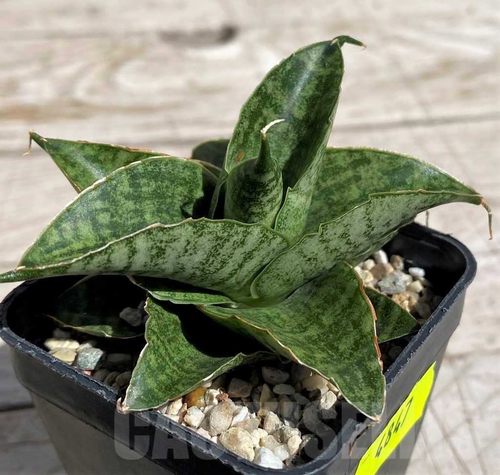 SH4847 Sansevieria 'Sindoro' - Image 2