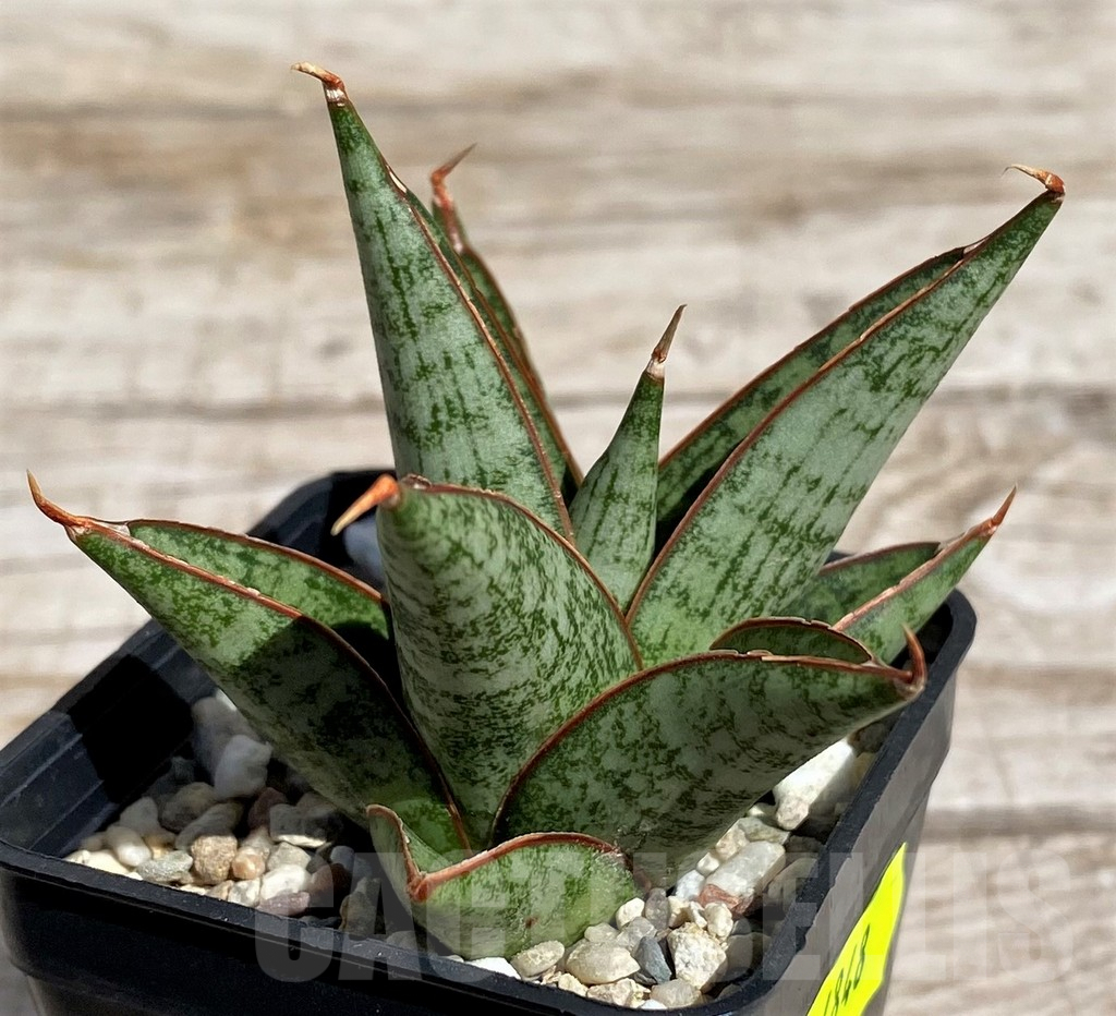 SH4848 Sansevieria 'Rockman' - Image 2