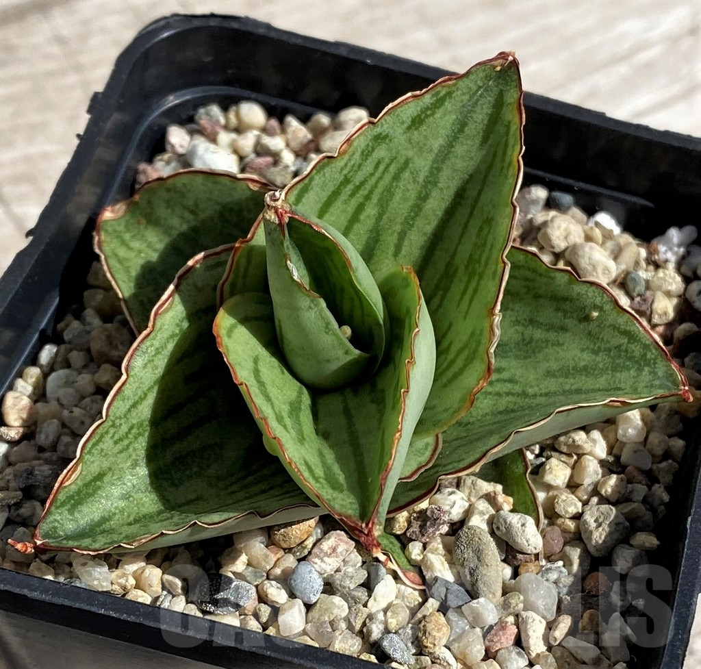 SH4849 Sansevieria 'Hobbit' - Image 3