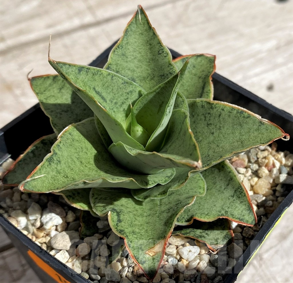 SH4850 Sansevieria 'Snow Flake'