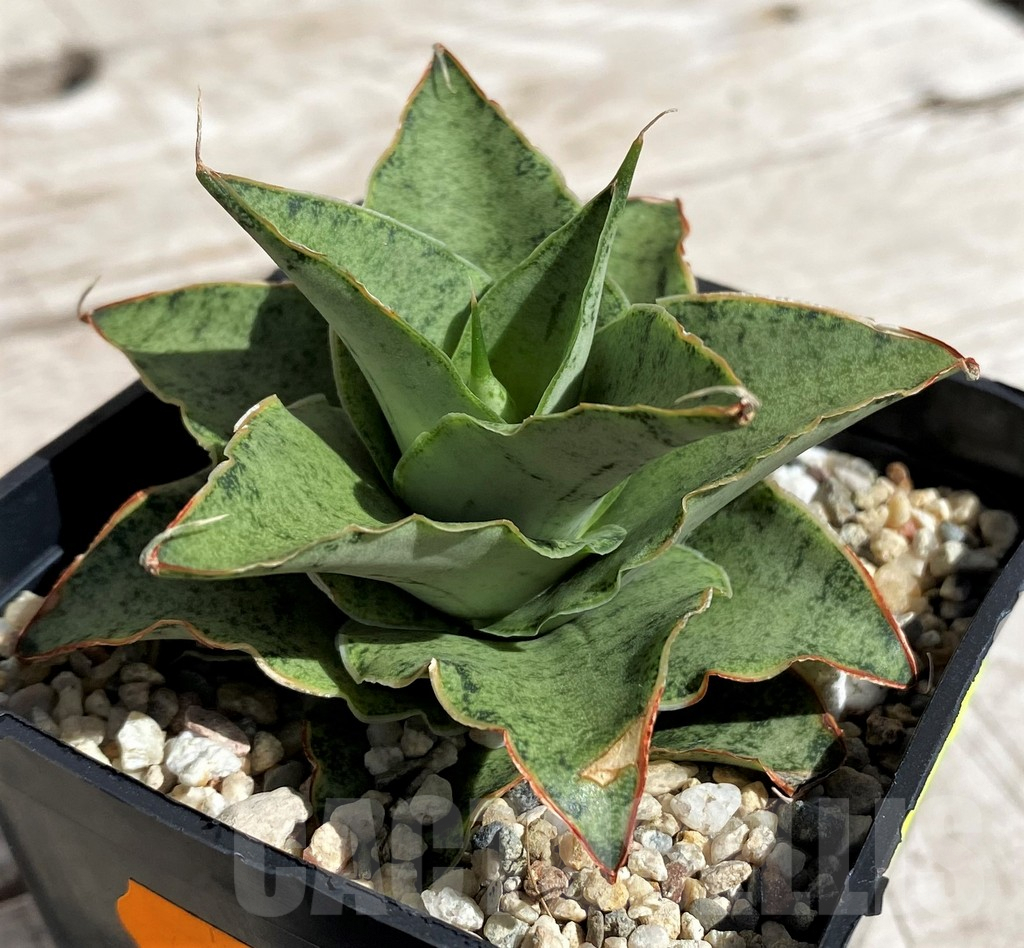SH4850 Sansevieria 'Snow Flake' - Image 2