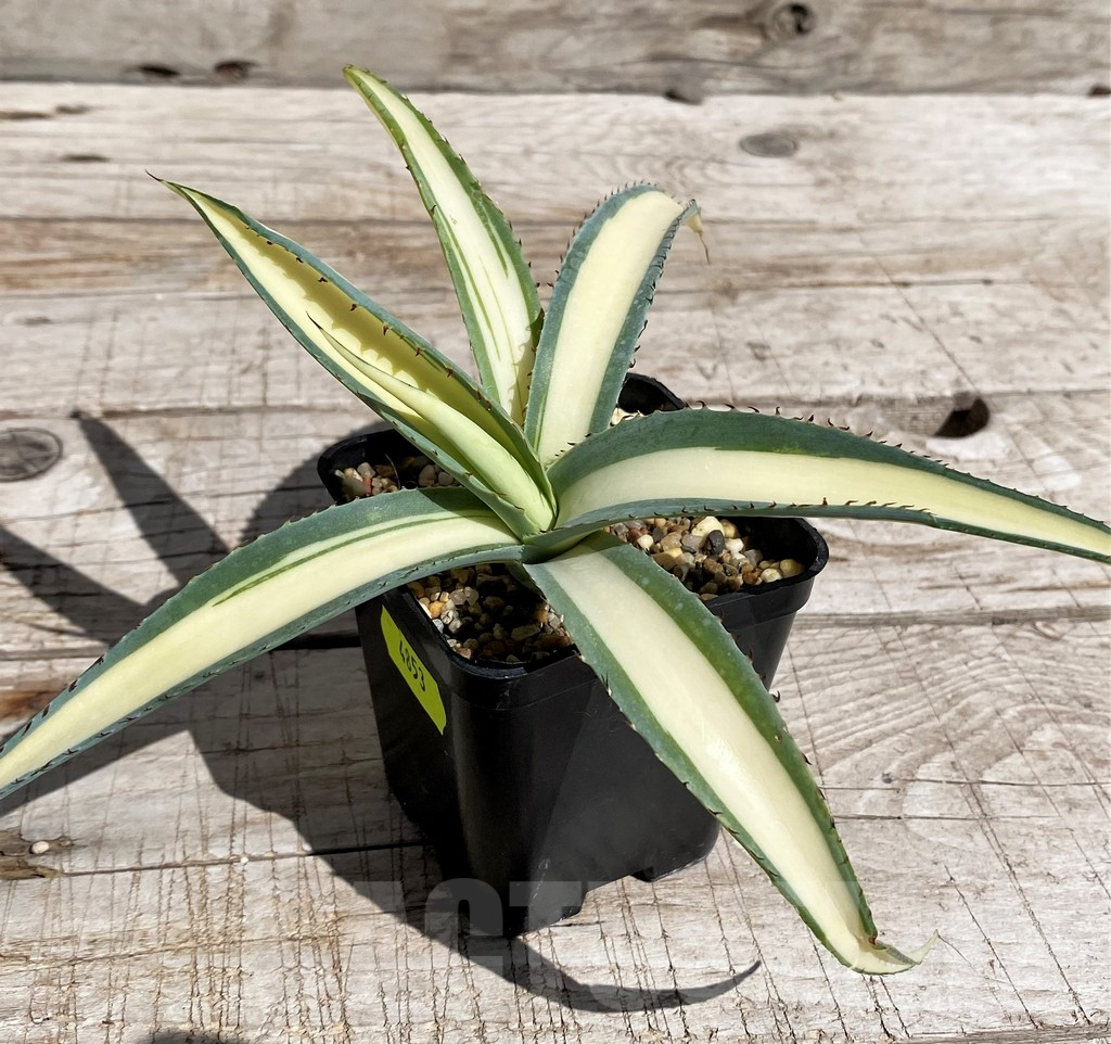 SH4853 Agave guiengola 'Mediopicta' - Image 2