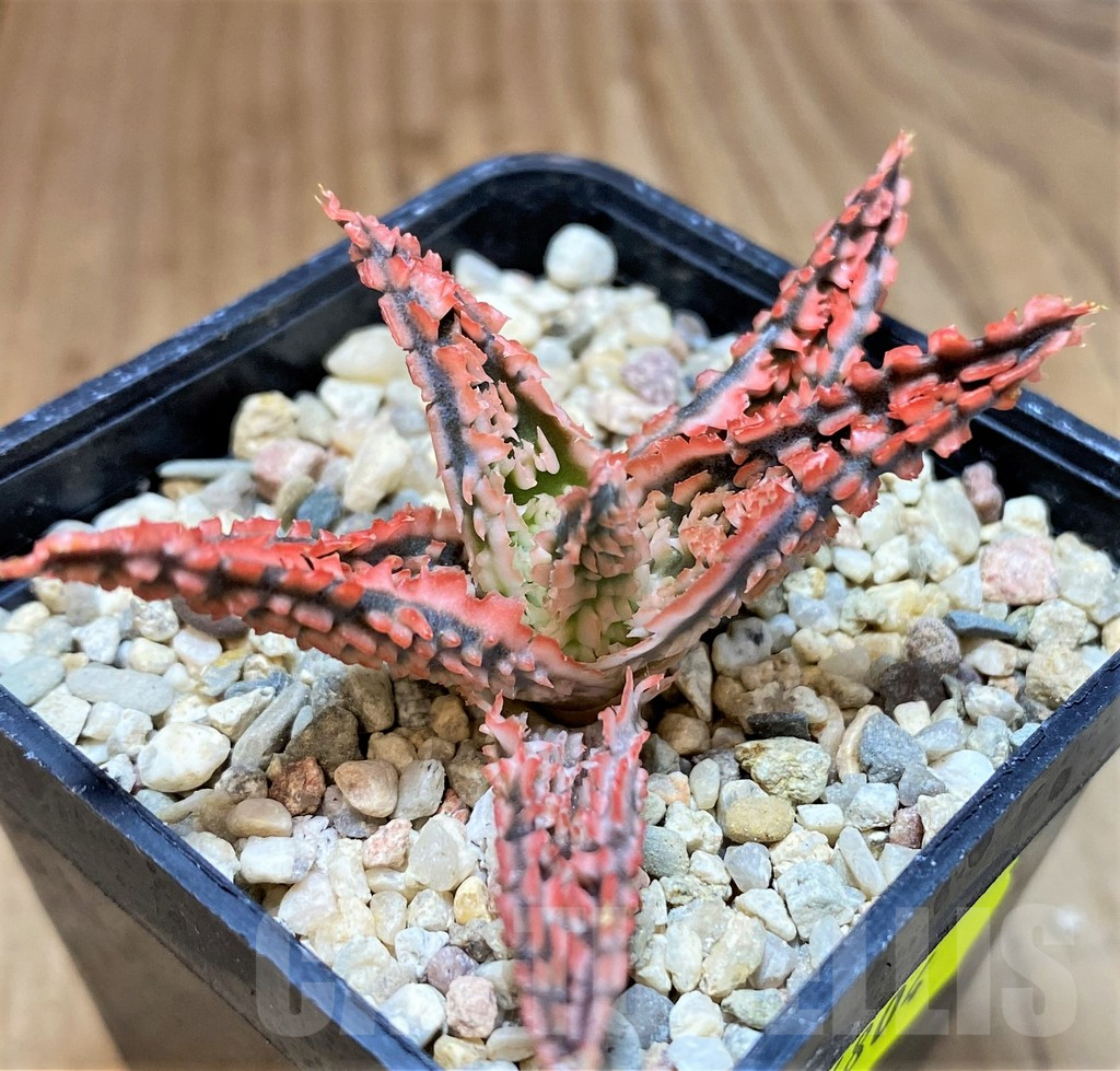 SH4804 Aloe TCT hybrid - Image 2