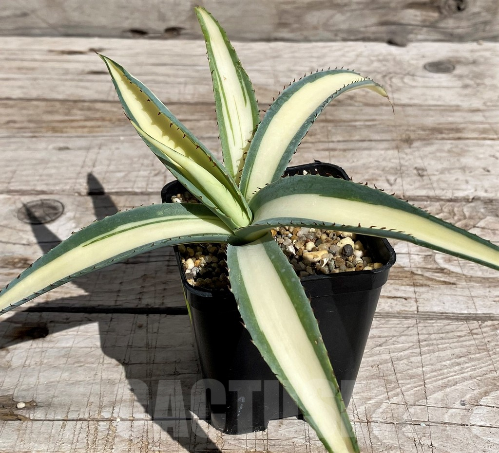 SH4853 Agave guiengola 'Mediopicta'