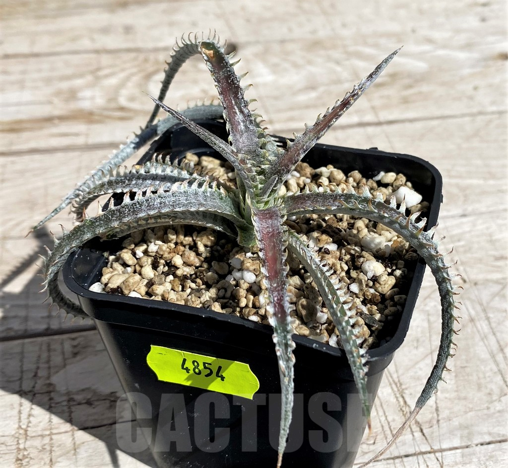 SH4854 Dyckia hybrid, seedling - Image 3