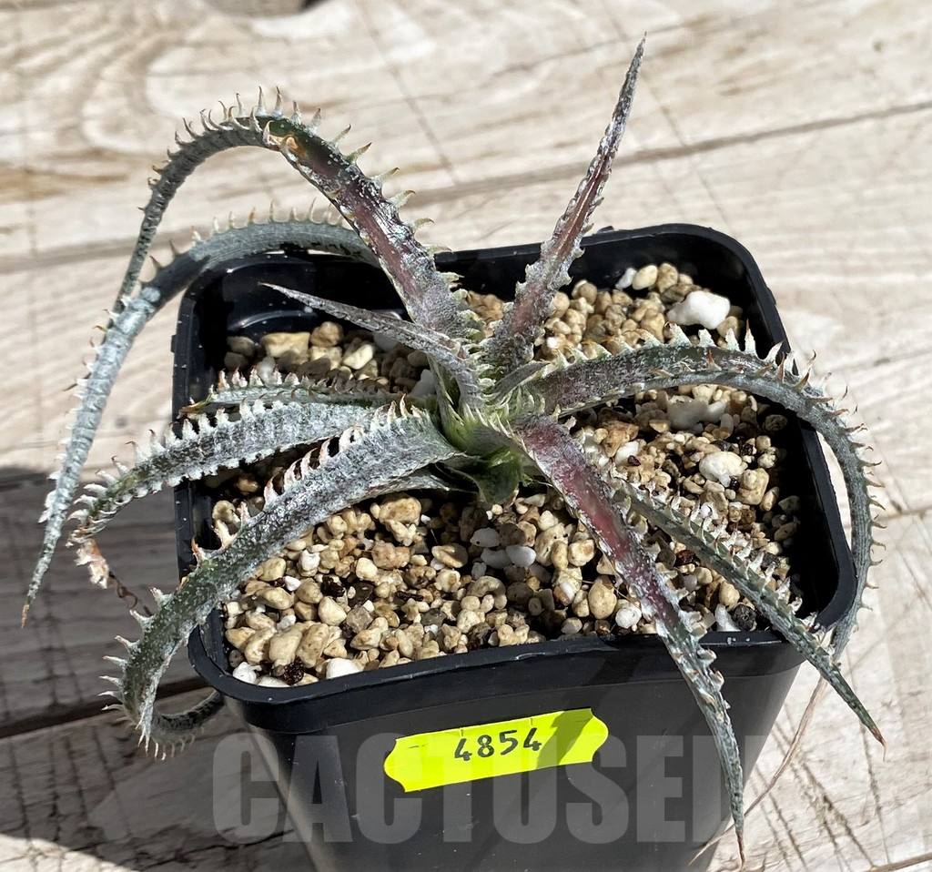 SH4854 Dyckia hybrid, seedling