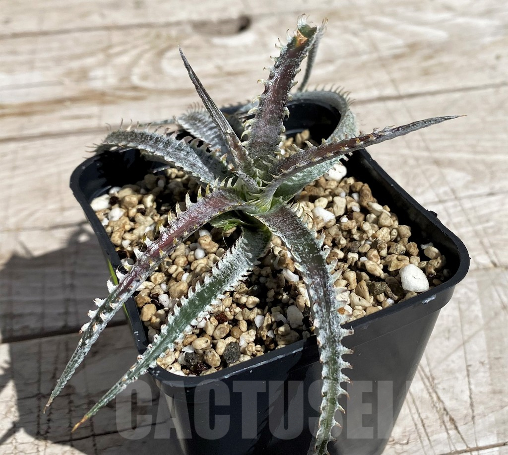 SH4854 Dyckia hybrid, seedling - Image 2