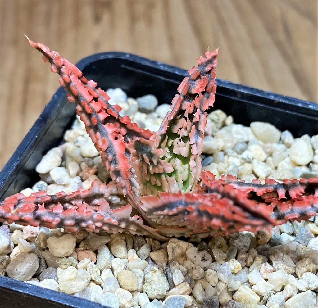 SH4804 Aloe TCT hybrid