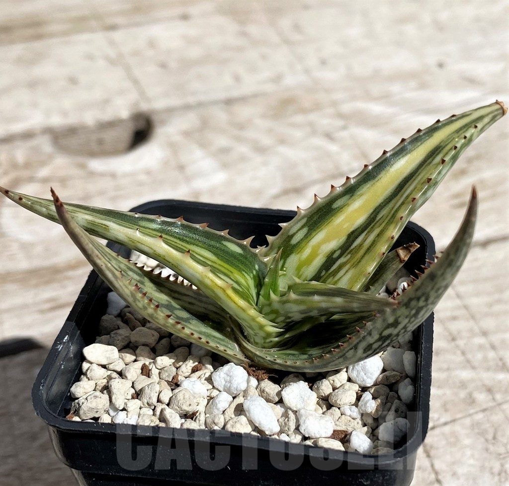 SH4856 Aloe somaliensis f. variegata - Image 2