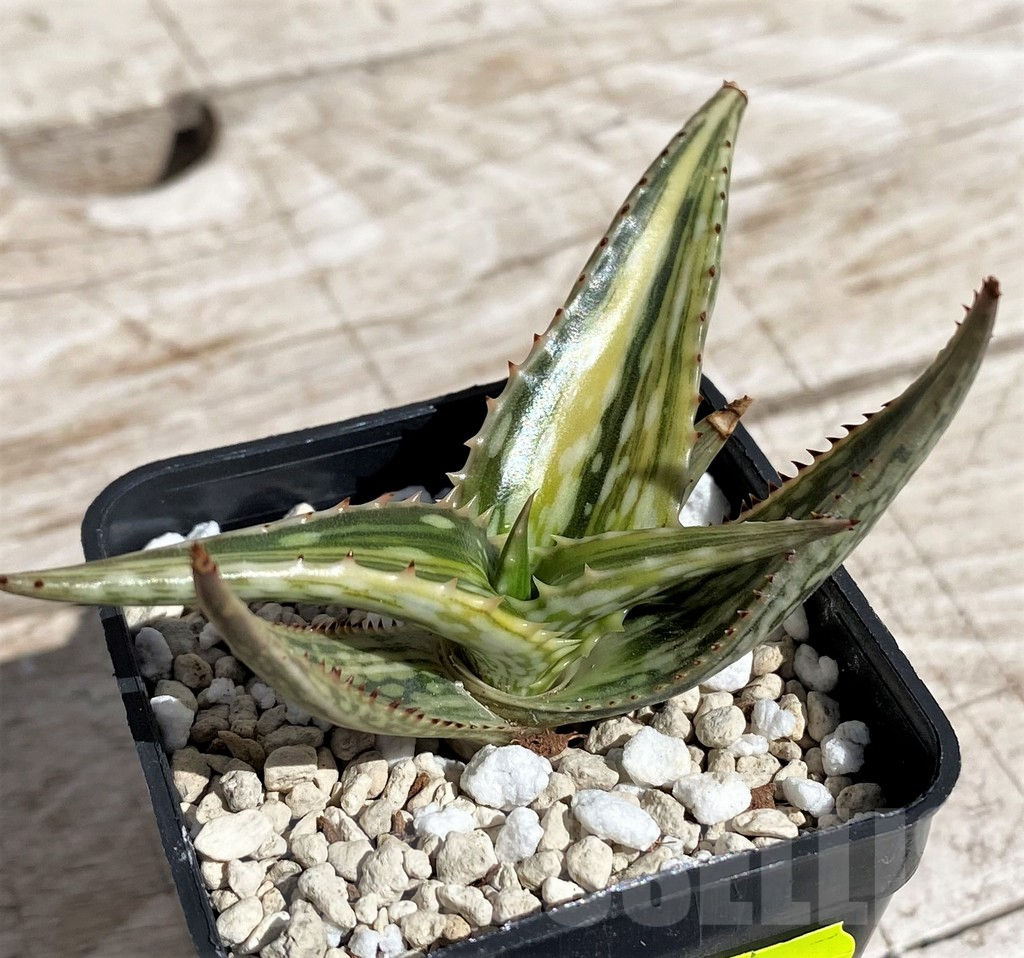 SH4856 Aloe somaliensis f. variegata