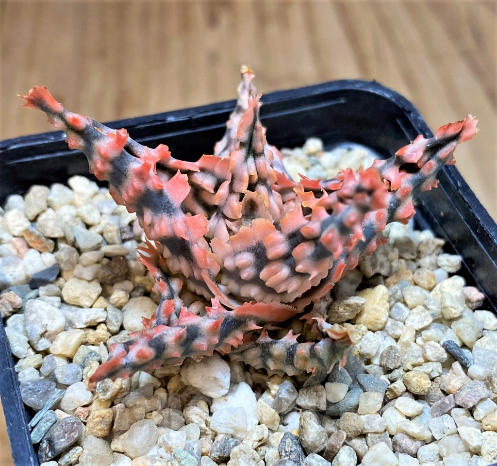 SH4806 Aloe TCT hybrid - Image 2