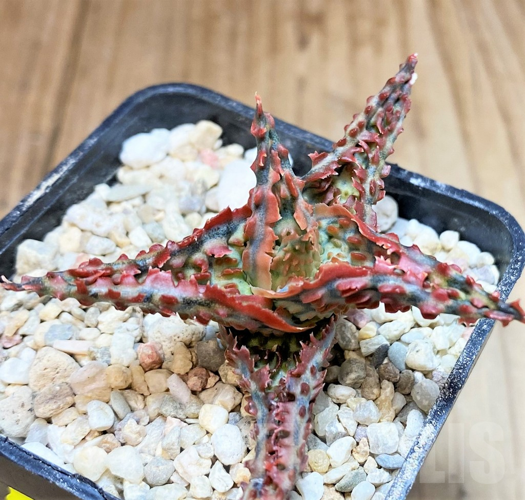 SH4808 Aloe TCT hybrid - Image 3