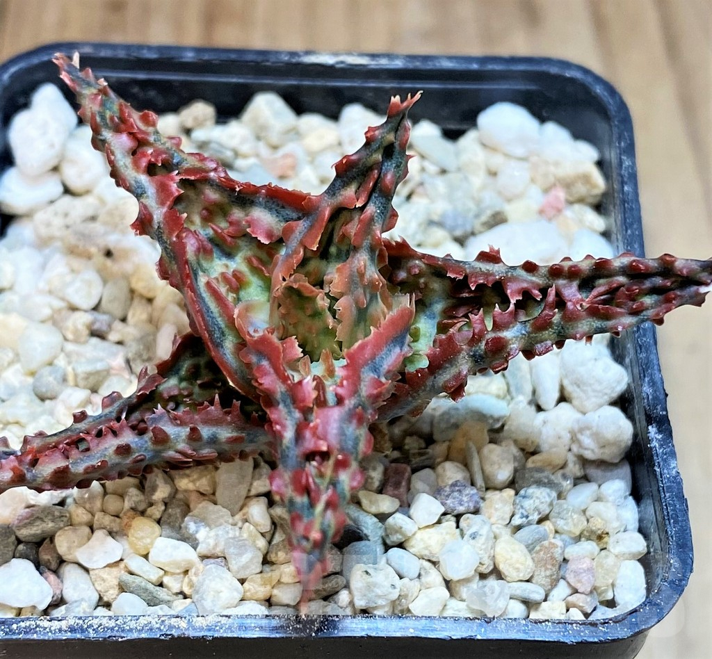 SH4808 Aloe TCT hybrid - Image 2