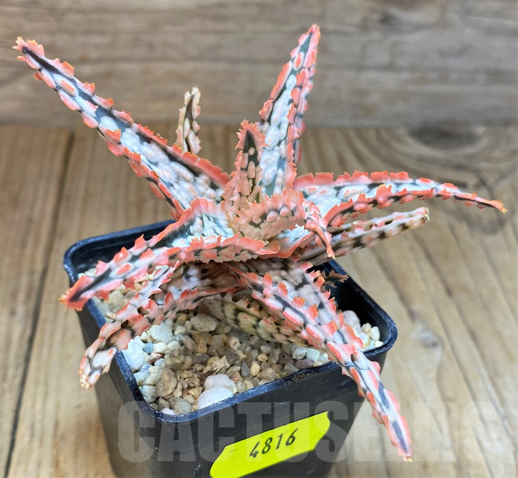 SH4816 Aloe TCT hybrid - Image 2