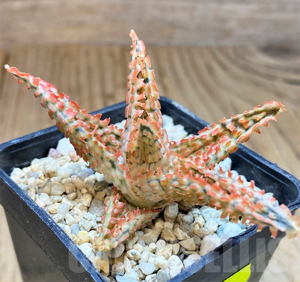 SH4818 Aloe TCT hybrid