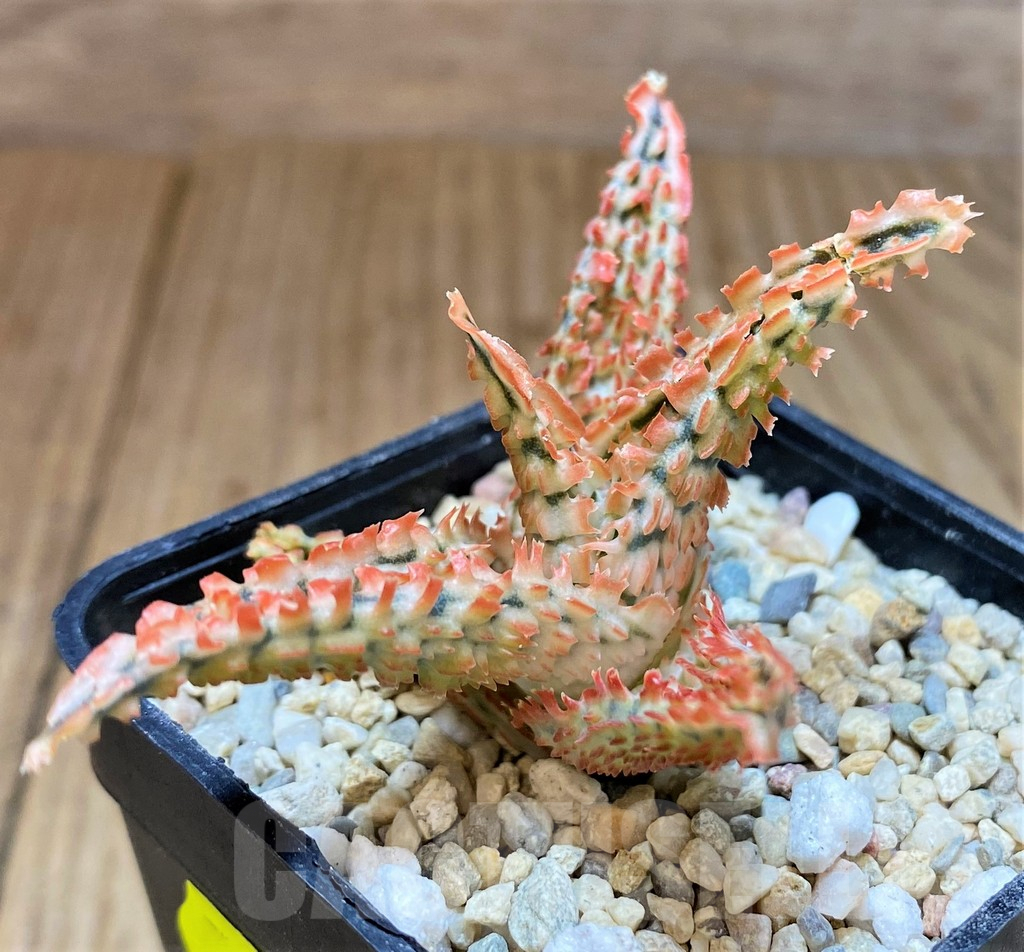 SH4818 Aloe TCT hybrid - Image 2