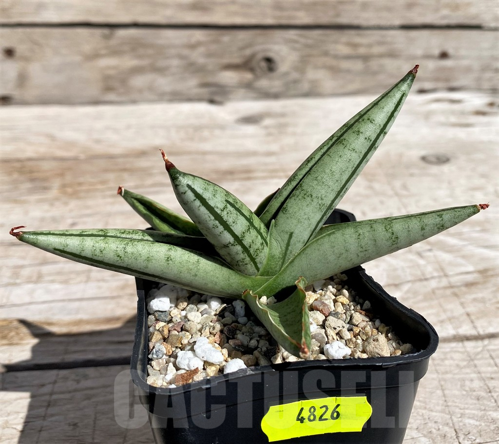 SH4826 Sansevieria 'Fatman'