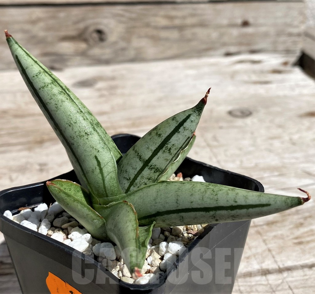 SH4826 Sansevieria 'Fatman' - Image 2