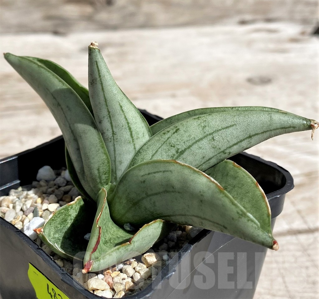 SH4828 Sansevieria 'Meedee'