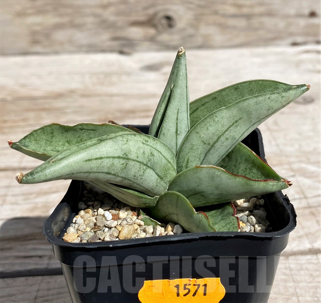 SH4828 Sansevieria 'Meedee' - Image 2