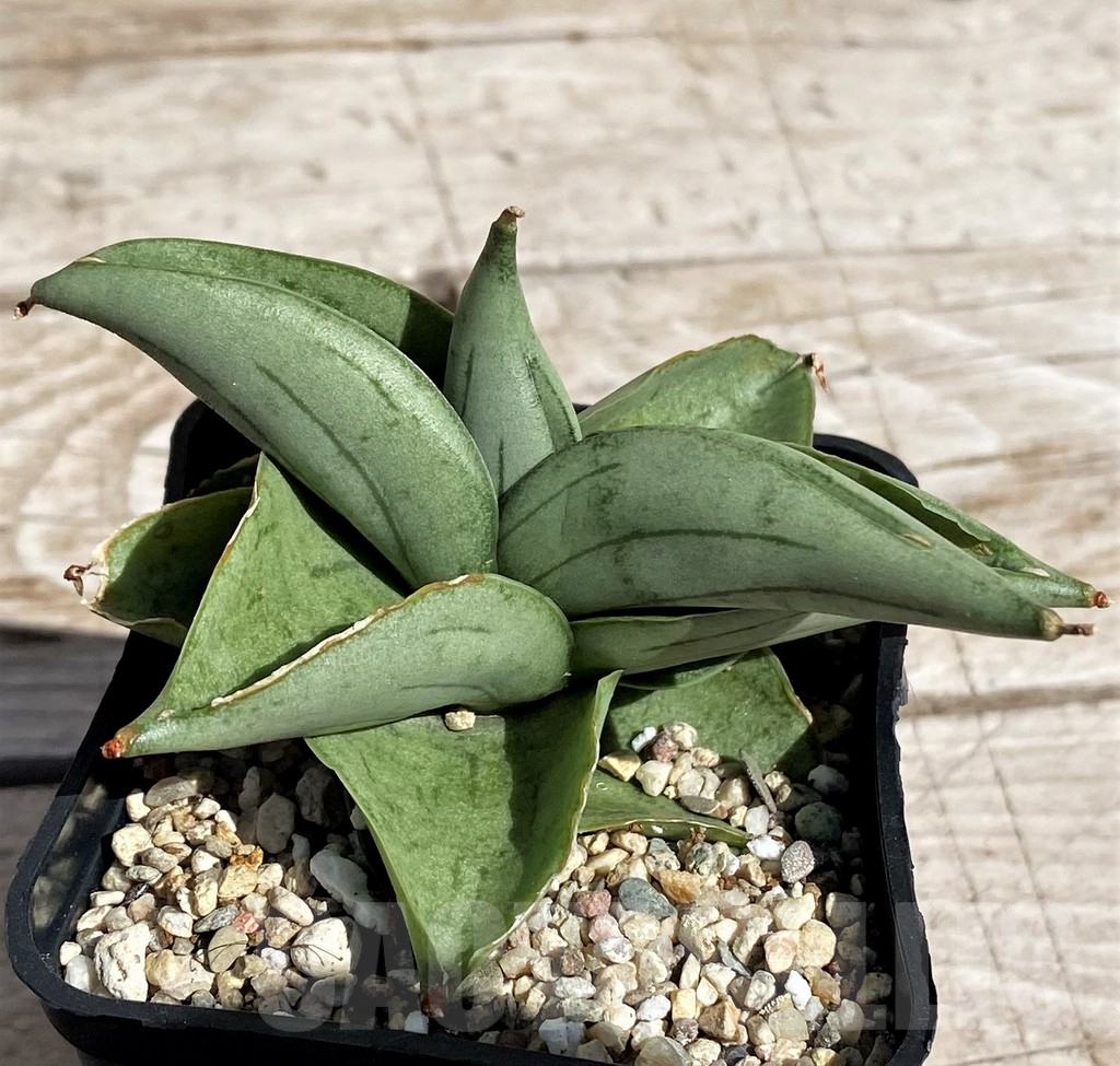 SH4829 Sansevieria 'Meedee' - Image 2