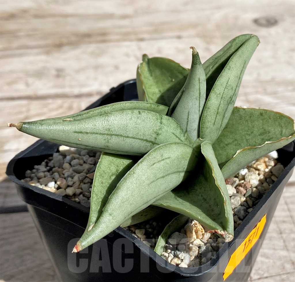 SH4829 Sansevieria 'Meedee'