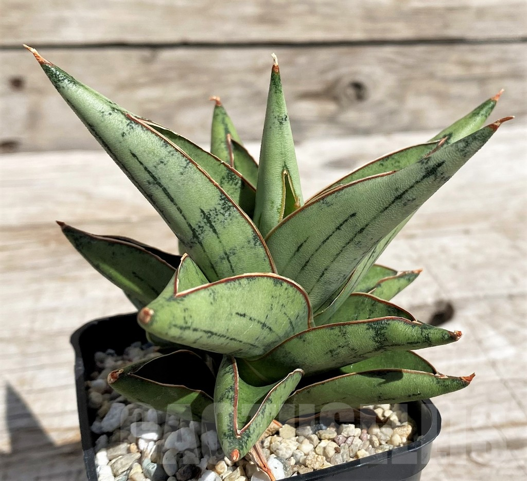 SH4830 Sansevieria ‘Dony' - Image 2