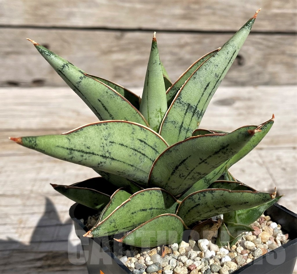 SH4830 Sansevieria ‘Dony'