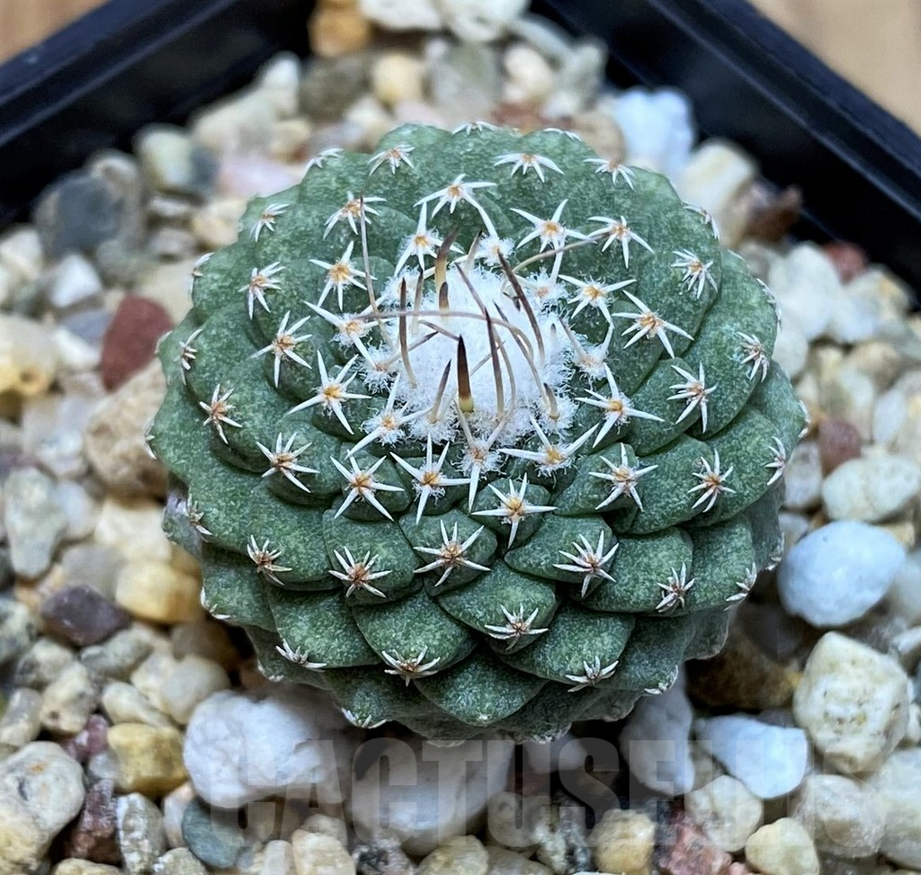 SH4969 Strombocactus disciformis - Image 2