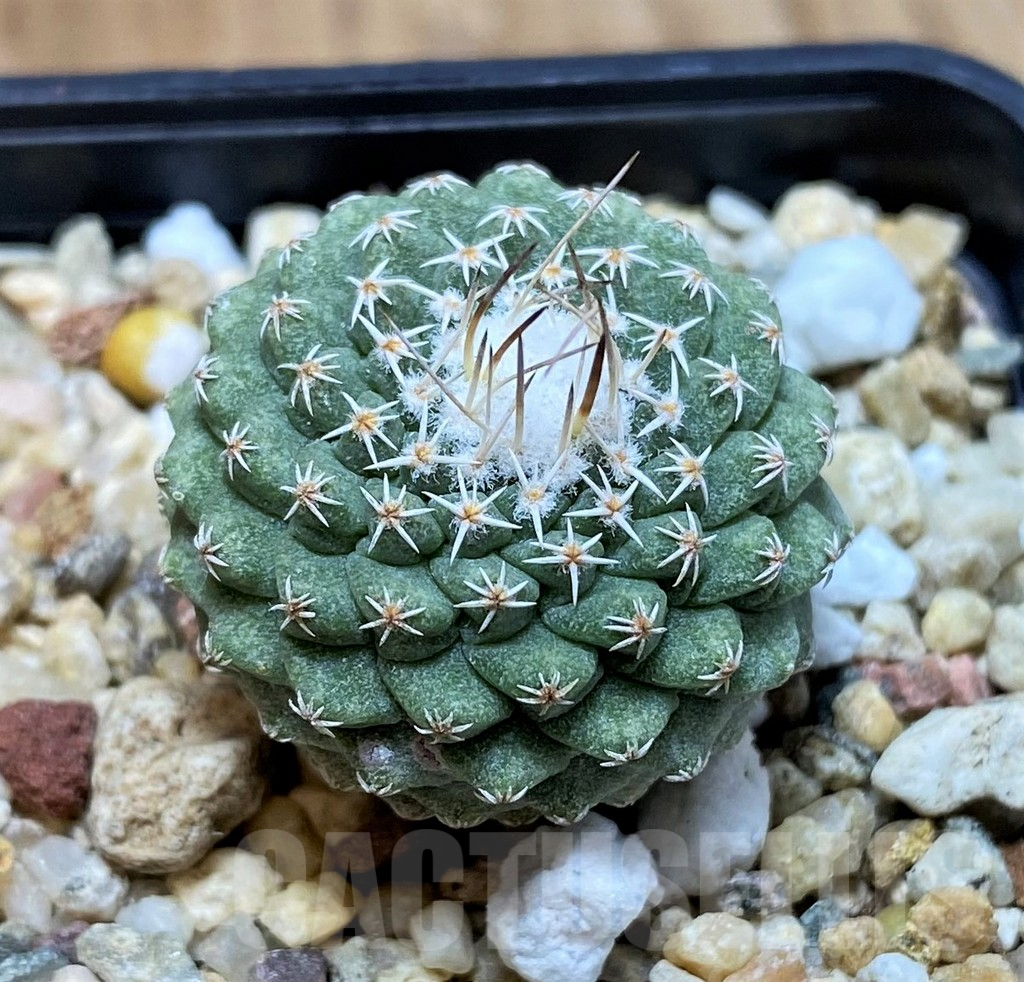 SH4969 Strombocactus disciformis