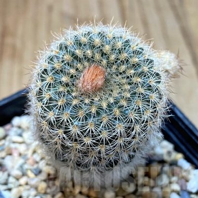 SH4980 Frailea pygmaea v. curvispina