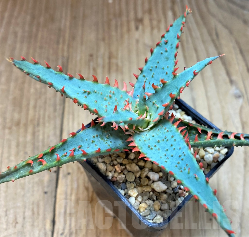 SH5098 Aloe TCT hybrid - Image 3