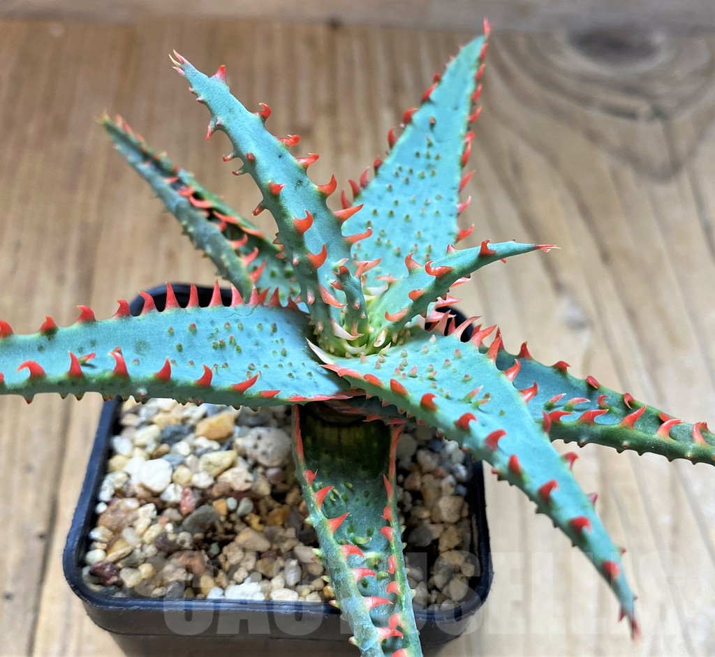 SH5098 Aloe TCT hybrid - Image 2