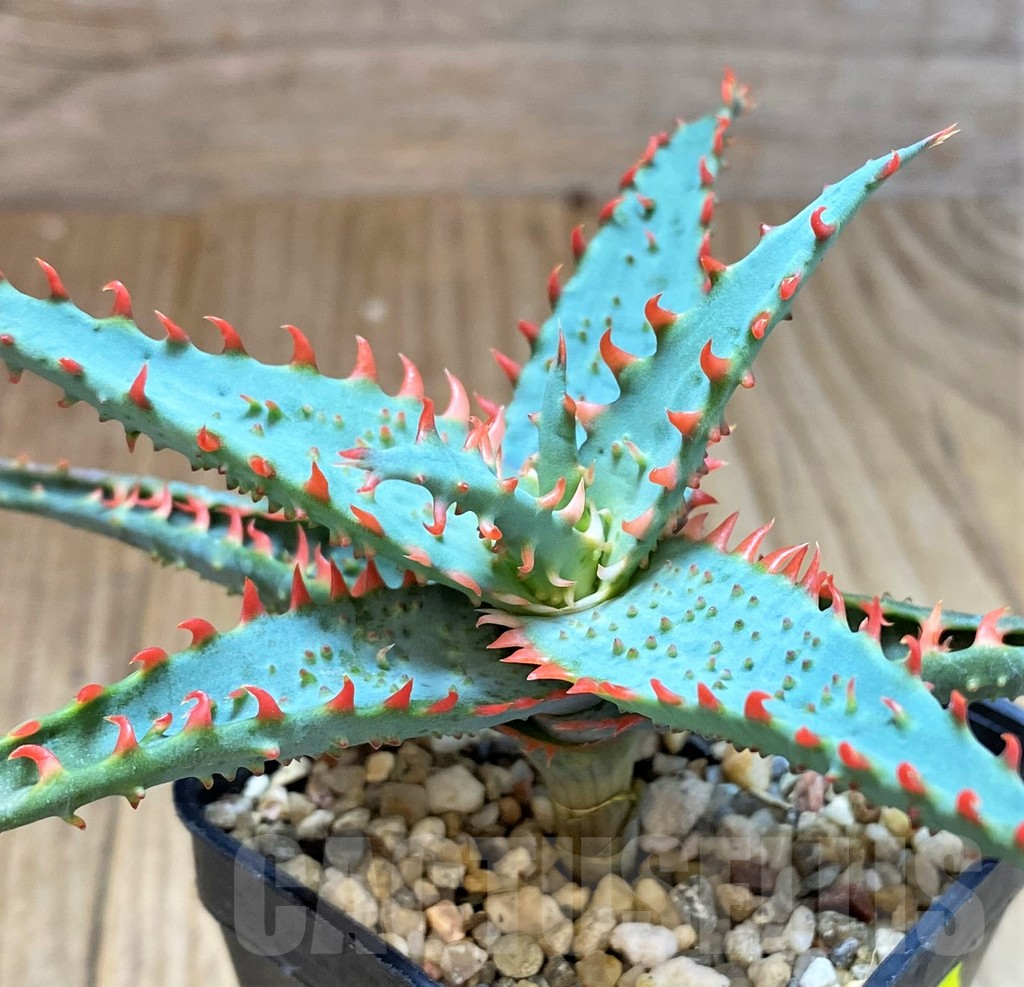 SH5098 Aloe TCT hybrid