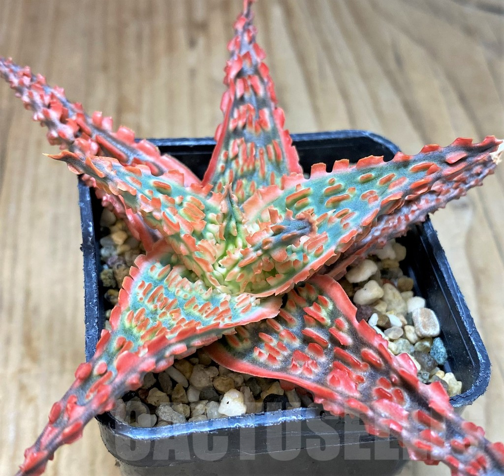 SH5099 Aloe TCT hybrid - Image 2