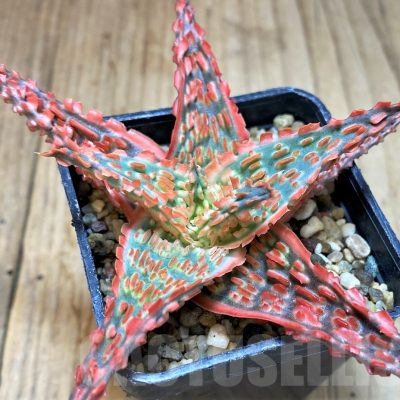 SH5099 Aloe TCT hybrid
