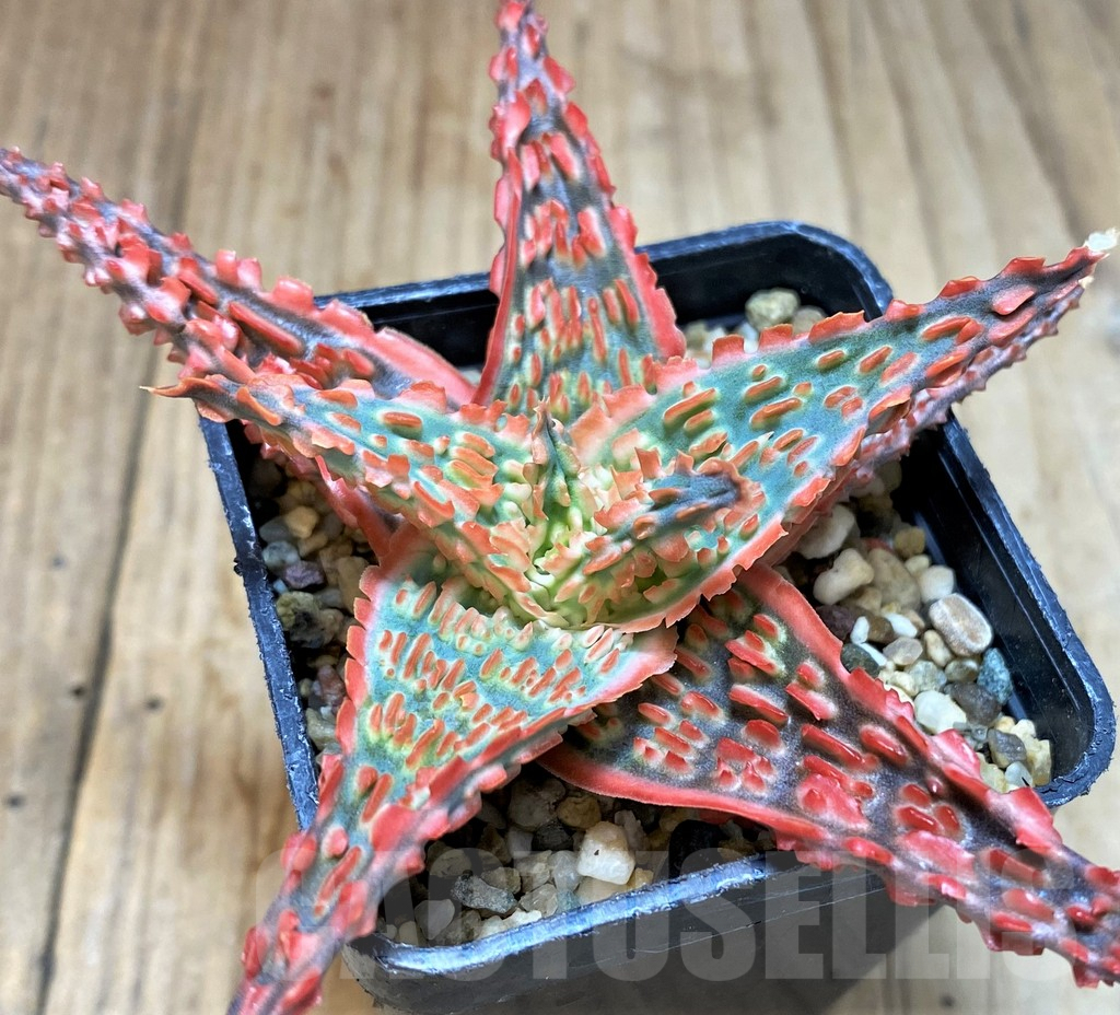 SH5099 Aloe TCT hybrid