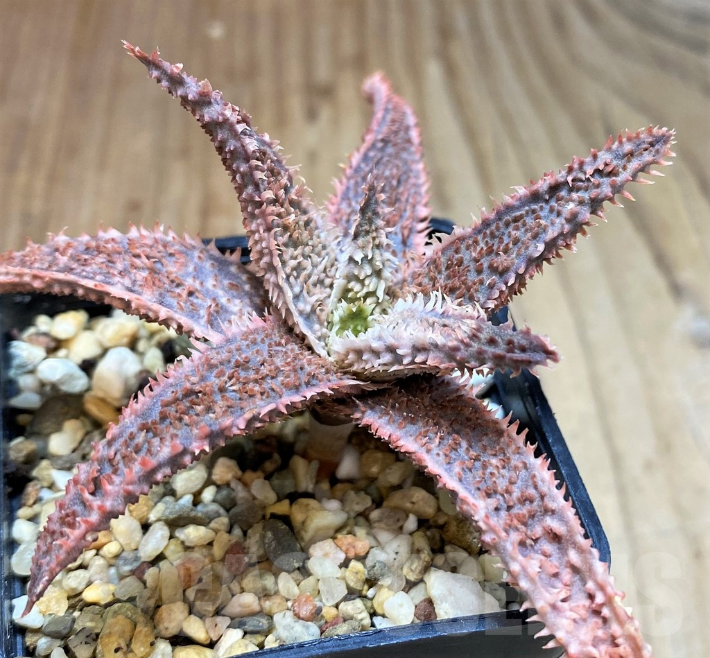 SH5100 Aloe TCT hybrid - Image 3