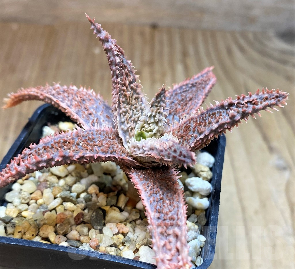 SH5100 Aloe TCT hybrid - Image 2