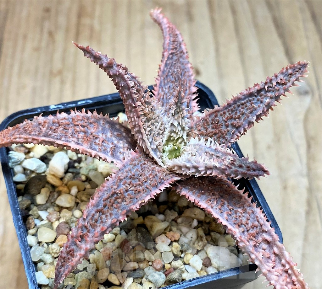 SH5100 Aloe TCT hybrid