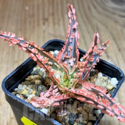 SH5101 Aloe TCT hybrid