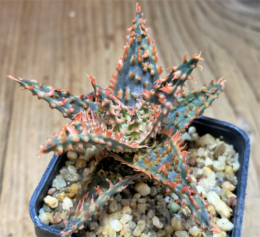 SH5102 Aloe TCT hybrid - Image 3