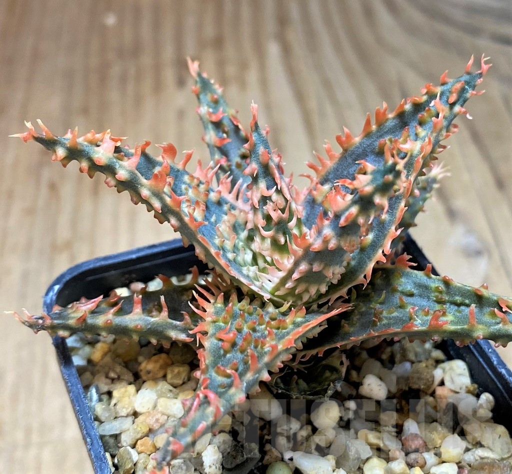 SH5102 Aloe TCT hybrid