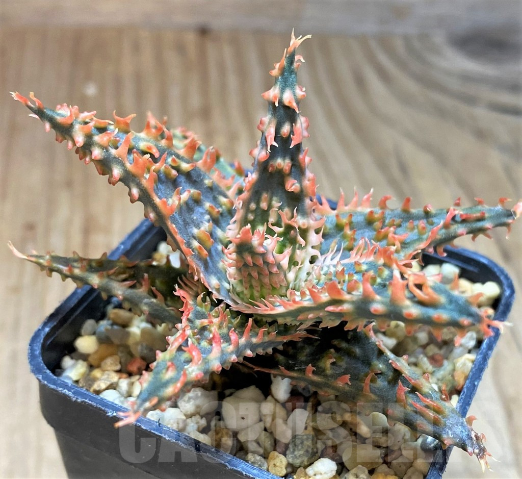 SH5102 Aloe TCT hybrid - Image 2