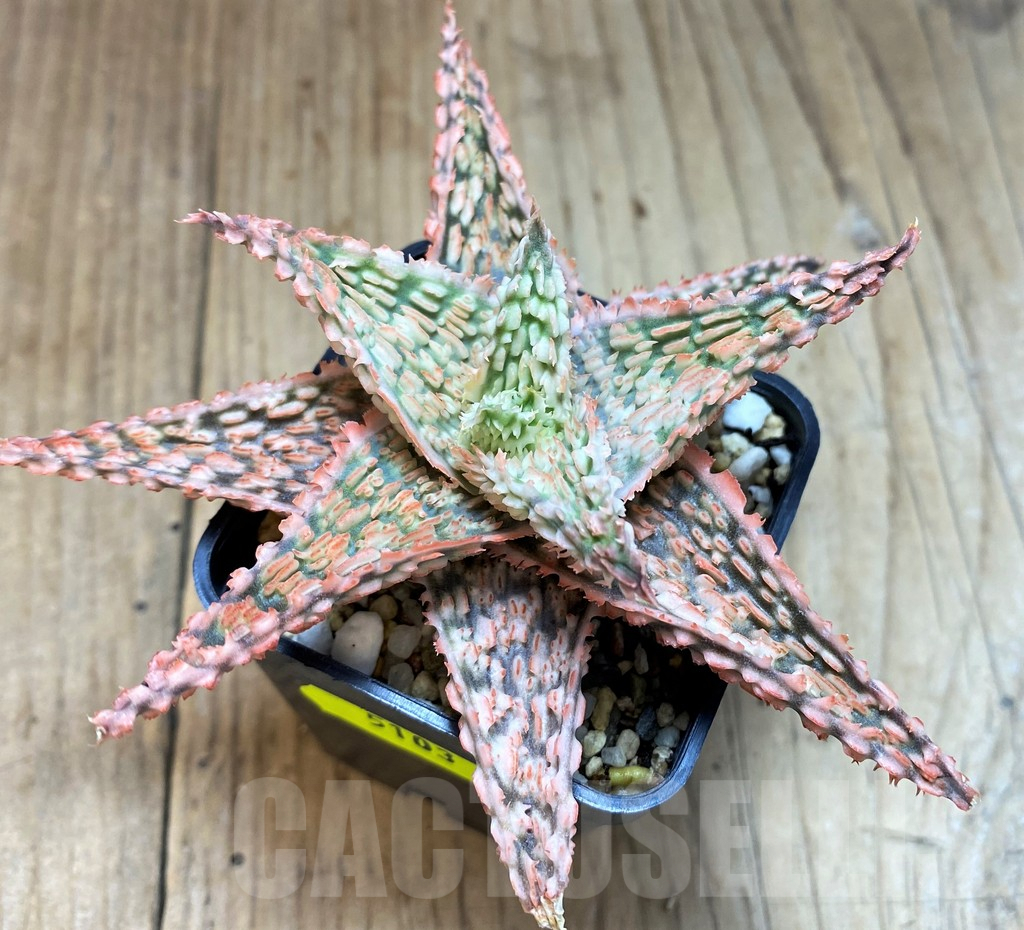 SH5103 Aloe TCT hybrid - Image 2