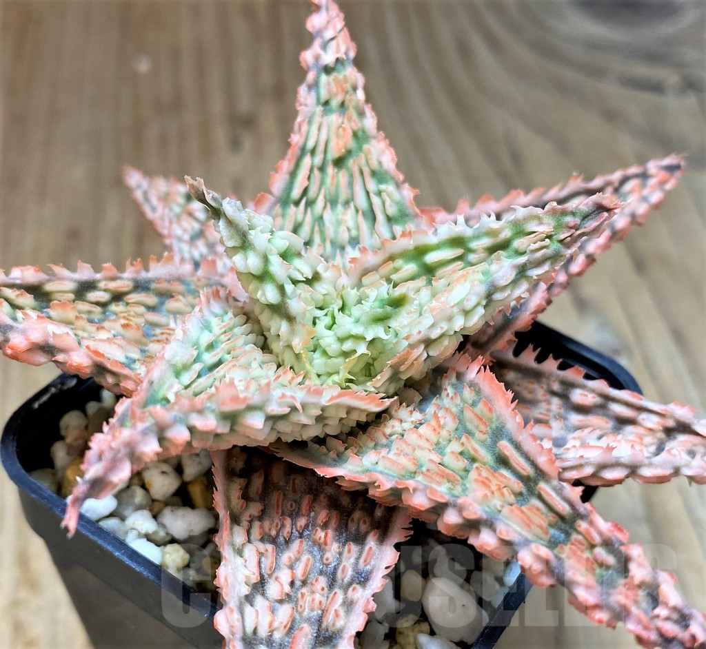 SH5103 Aloe TCT hybrid