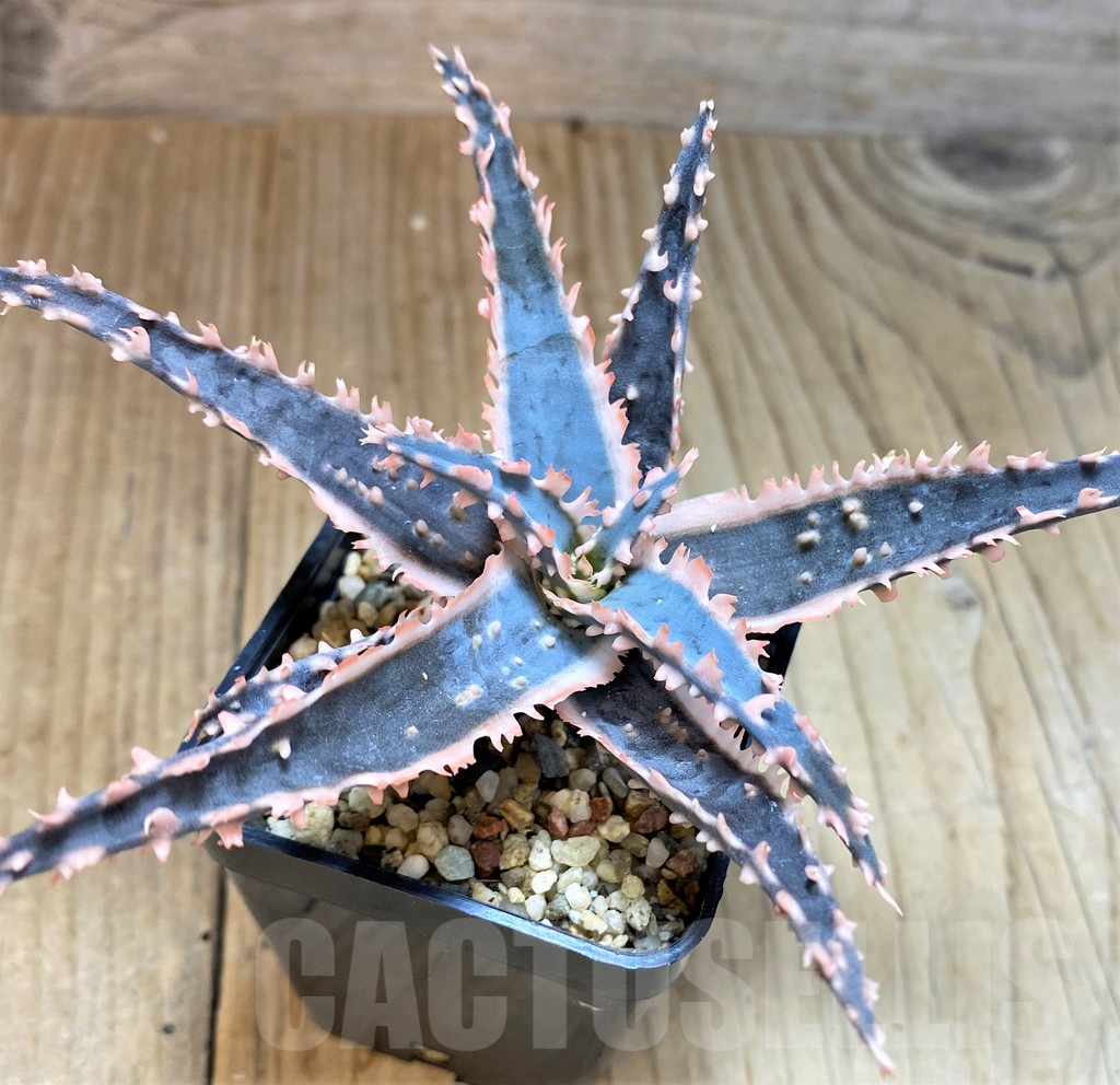 SH5107 Aloe TCT hybrid