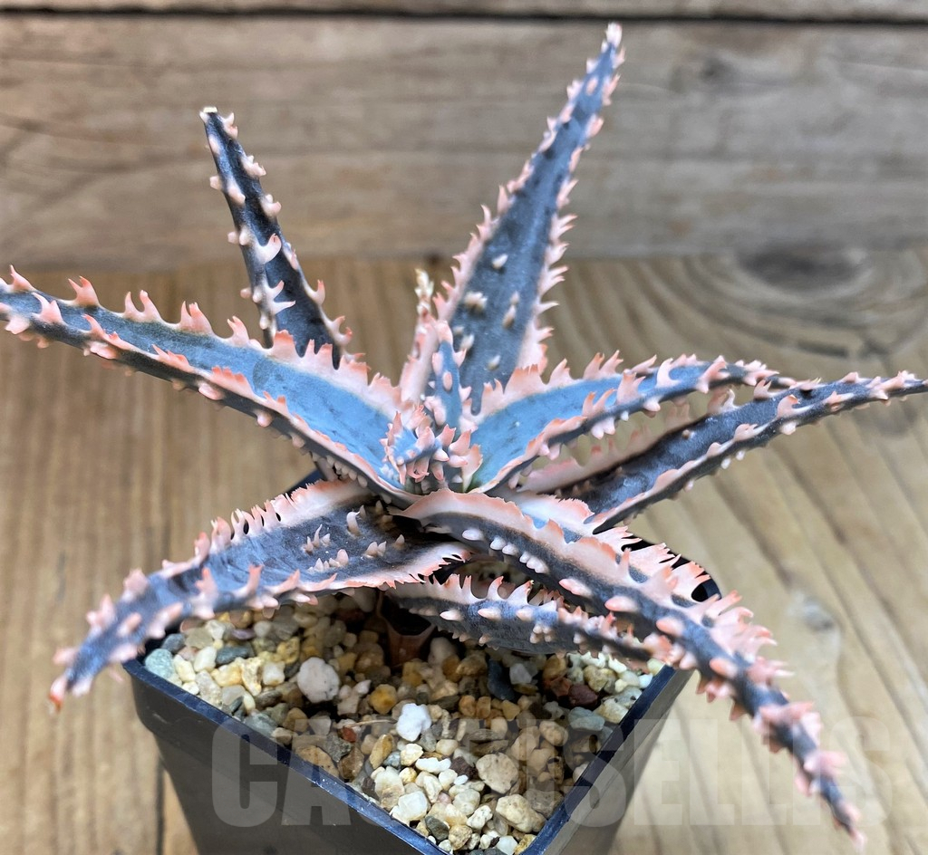 SH5107 Aloe TCT hybrid - Image 2